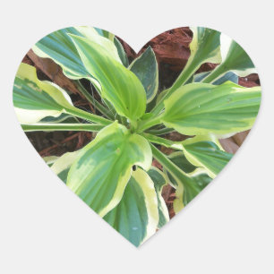 Sun Hosta Herz-Aufkleber