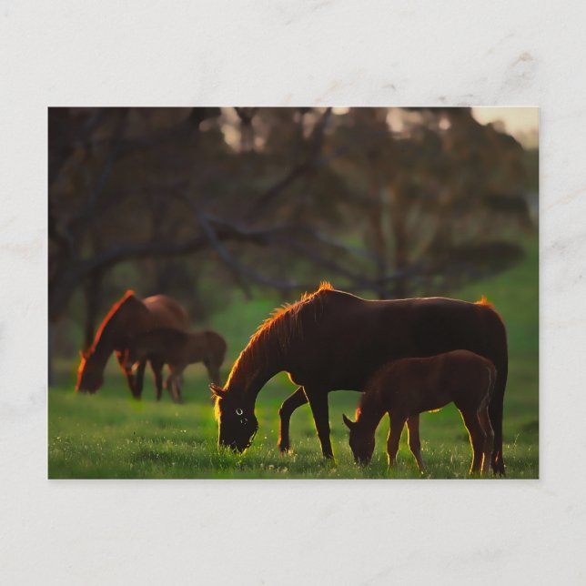 Sun küsste postkarte (Vorderseite)