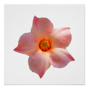 Sun Parasol Mandevilla Poster