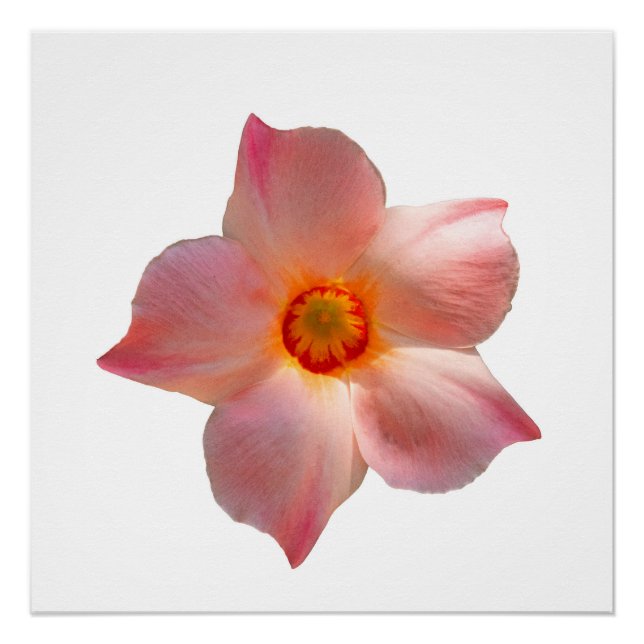 Sun Parasol Mandevilla Poster (Vorderseite)