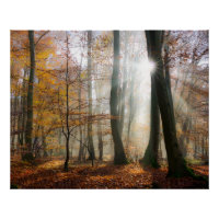 Sun rät Mystischer Nebelwald, Foto