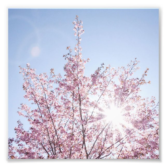 sun rays pass through pink flowers of a wow tree fotodruck (Vorne)