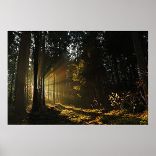 SUN RAYS PIERCING THROUGH TREES POSTER