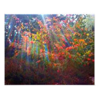 Sun Rays Print
