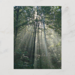 Sun Rays Through Trees Ontario Postcard Postkarte