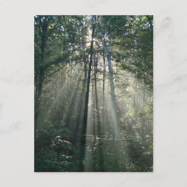 Sun Rays Through Trees Ontario Postcard Postkarte (Vorderseite)