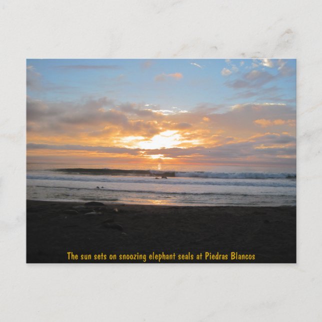 Sun-Sets auf snoozing Elephant-Siegeln Postkarte (Vorderseite)