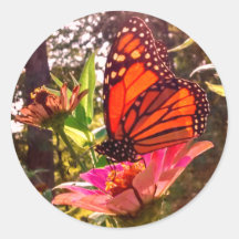 Sun Shining Thru Flügel des Monarchen