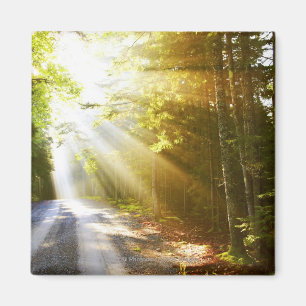 Sun-Strahlen durch Wald im Acadia-Nationalpark Magnet