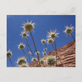 Sun Thistle Postcard Postkarte