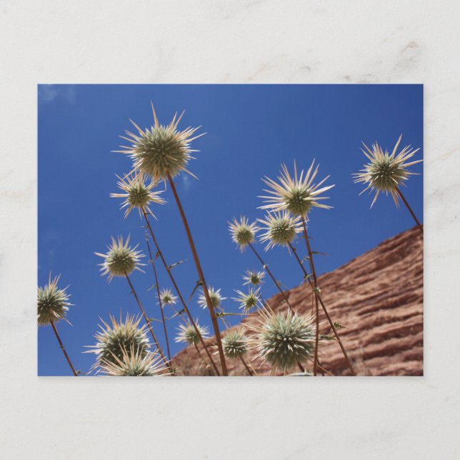 Sun Thistle Postcard Postkarte (Vorderseite)