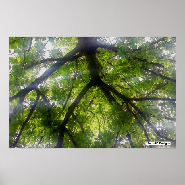 Sun Trees (Ohio) - Poster (Vorne)