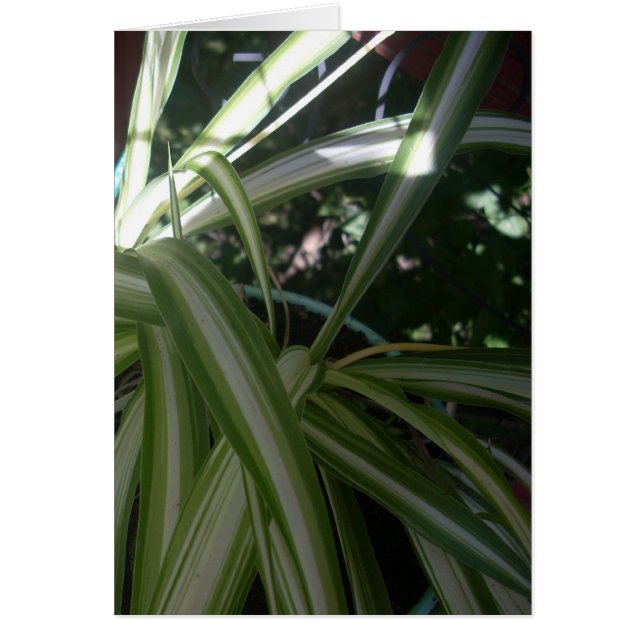 Sun und Shade (Vorne)