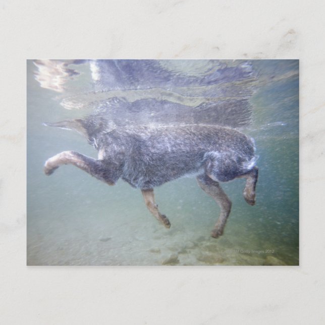 Sun Valley, Idaho, USA. Postkarte (Vorderseite)