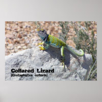 Sun Worship Colorful Collared Lizard Foto