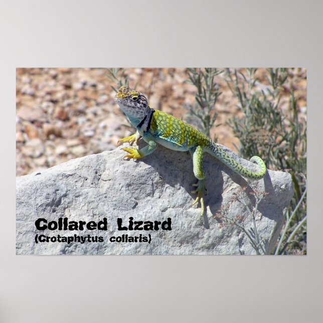 Sun Worship Colorful Collared Lizard Foto Poster (Vorne)
