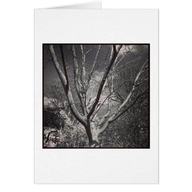 Sun Worshiping Tree (Vorne)