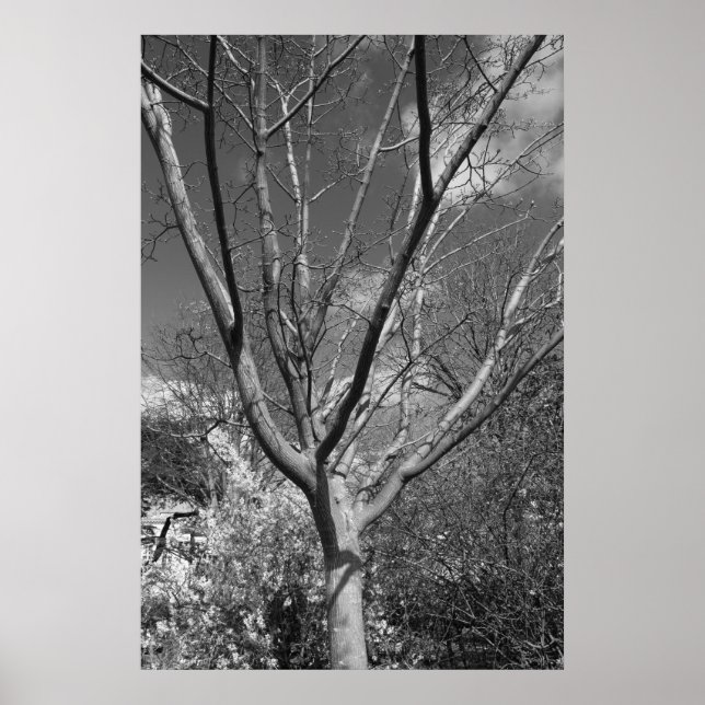 Sun-Wurzelbaum Poster (Vorne)