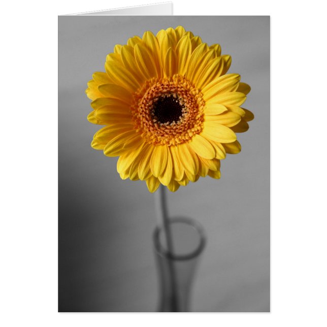 Sun Yellow Gerbera (Vorne)