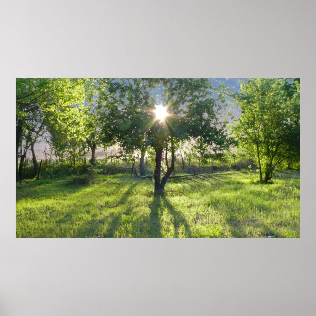 Sunbeam Poster (Vorne)