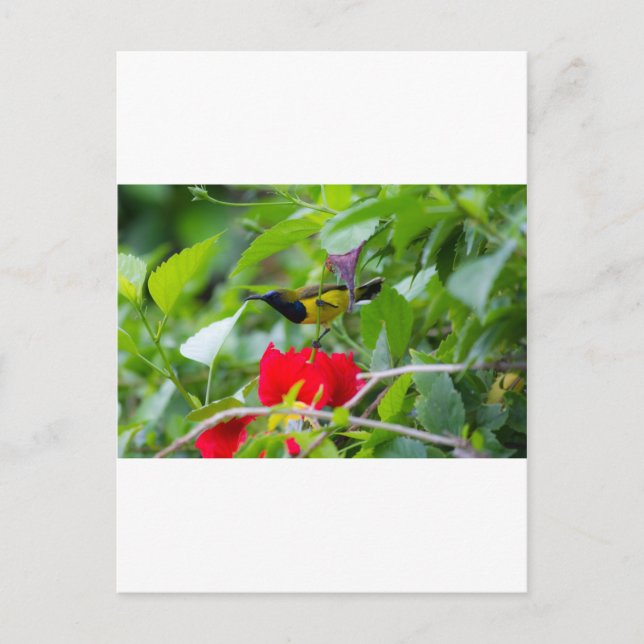 Sunbird Postkarte (Vorderseite)