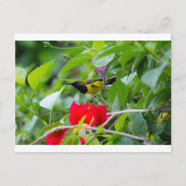 Sunbird Postkarte (Vorderseite)