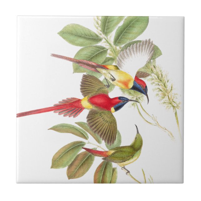 Sunbird-Vogel-Tier-Tiere botanisch Fliese (Vorderseite)