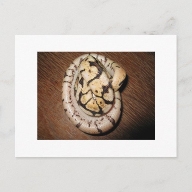 Sundin Ball Pythons Postkarte (Vorderseite)