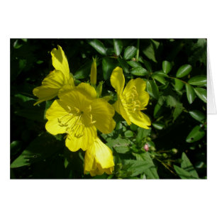 Sundrops Primrose-Koordinationselemente