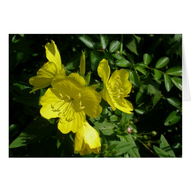 Sundrops Primrose-Koordinationselemente (Vorderseite (Horizontal))