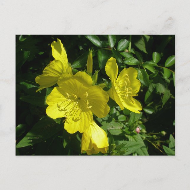 Sundrops Primrose-Koordinationselemente Postkarte (Vorderseite)
