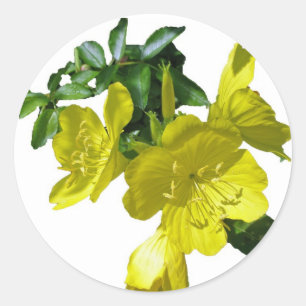 Sundrops Primrose Sticker Matches Danke Karte