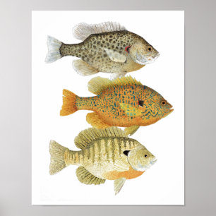 Sunfish Art Poster