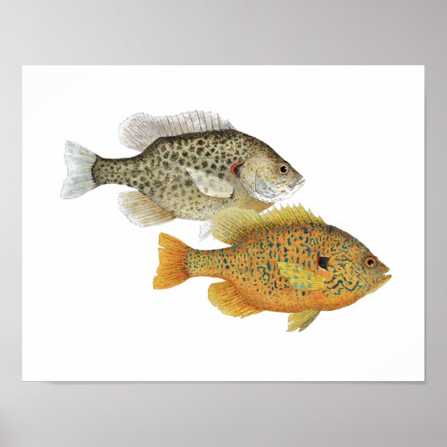 Sunfish Beauties Poster (Vorne)