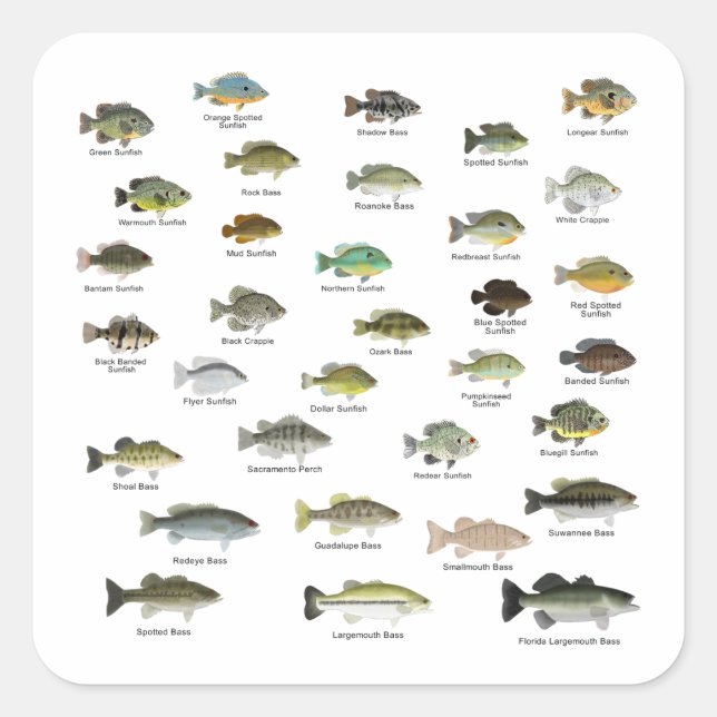 Sunfish Family Quadratischer Aufkleber (Vorderseite)