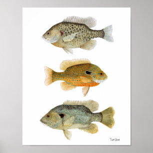 Sunfish - Reteuer, Longear & Green Sunfish Poster