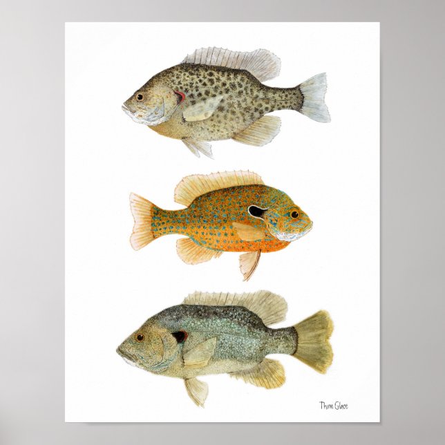 Sunfish - Reteuer, Longear & Green Sunfish Poster (Vorne)