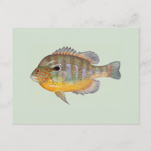 Sunfish von Duane Raver Postkarte
