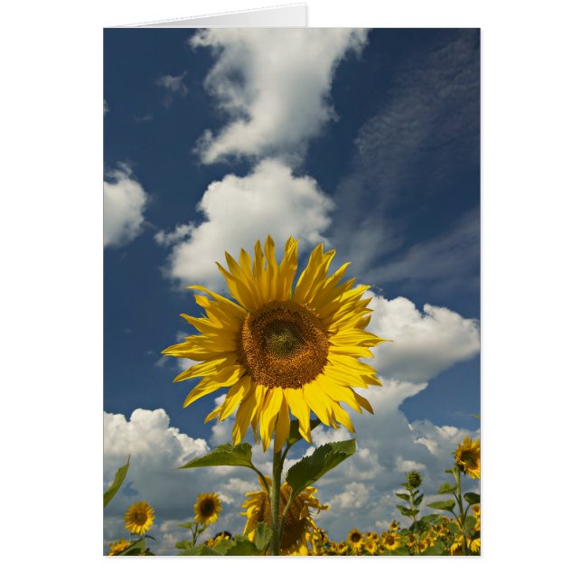 SUNFLOWER (Vorne)