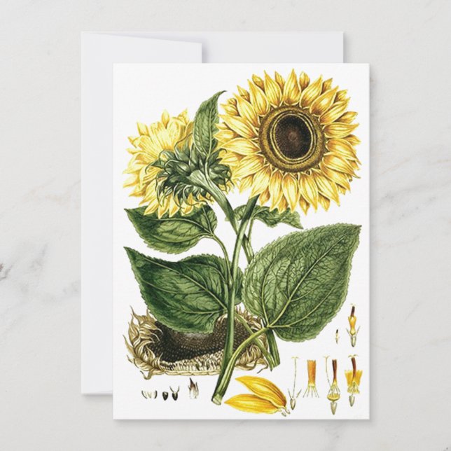 SUNFLOWER BLUME Botanische Leere Party Einladungen (Vorderseite)
