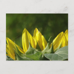 Sunflower DIY Postcard Postkarte