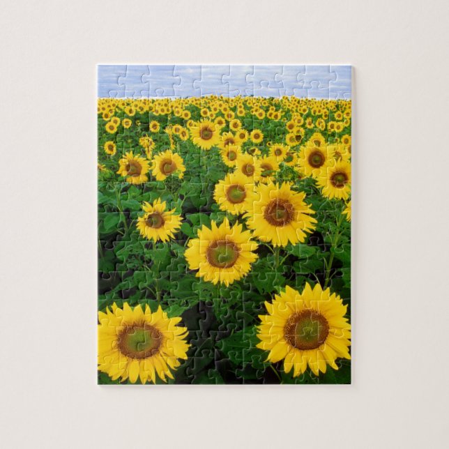 SUNFLOWER FIELD & BLUE SKY 8X10 JIGSAW PUZZLE (Vertikal)