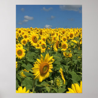 Sunflower Field Poster