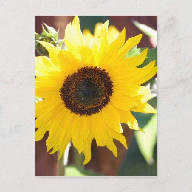 Sunflower in Full Bloom Postkarte (Vorderseite)