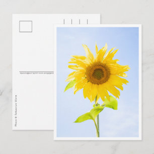 Sunflower Nature Photo Postkarte
