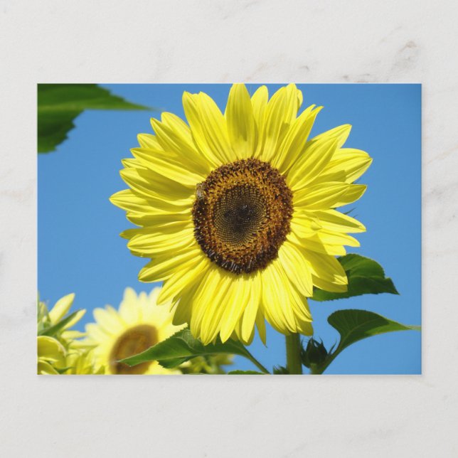 SUNFLOWER POST CARD Summer Blume Postkarte (Vorderseite)
