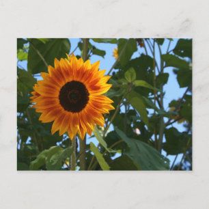 Sunflower Postcard Postkarte