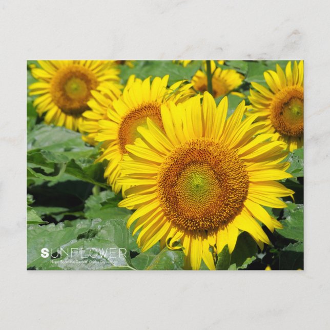 Sunflower ：Postcard Postkarte (Vorderseite)