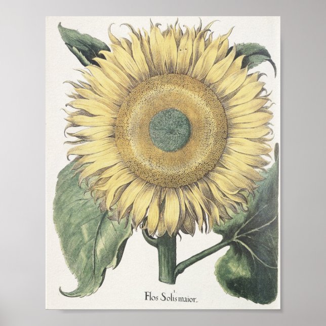 Sunflower Poster (Vorne)