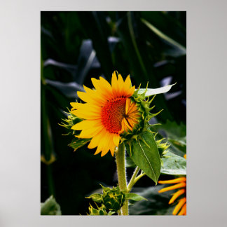 Sunflower Poster
